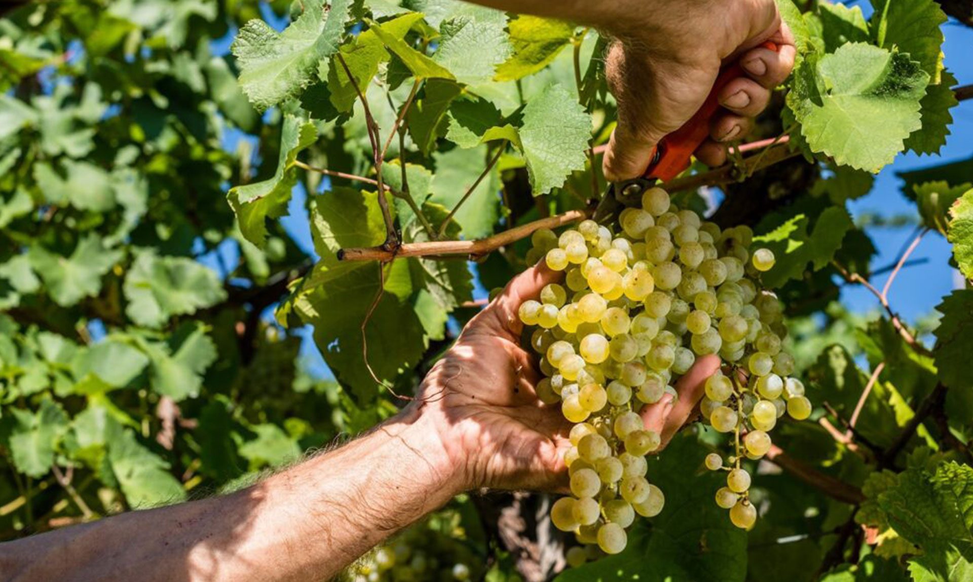viva-earth-home-vendemmia